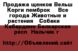 Продажа щенков Вельш Корги пемброк  - Все города Животные и растения » Собаки   . Кабардино-Балкарская респ.,Нальчик г.